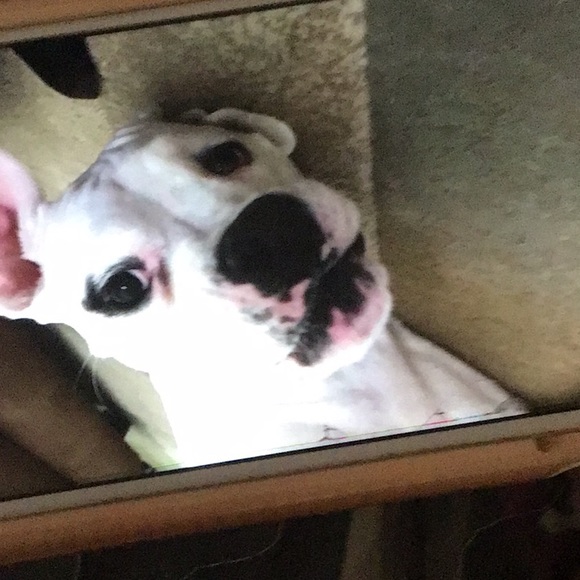 Meet your Posher, Monica - Picture 1 of 1